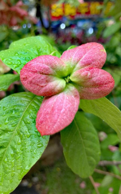 粉色的花叶子条状什么花