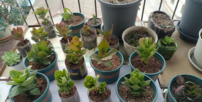 家庭养花用生根粉