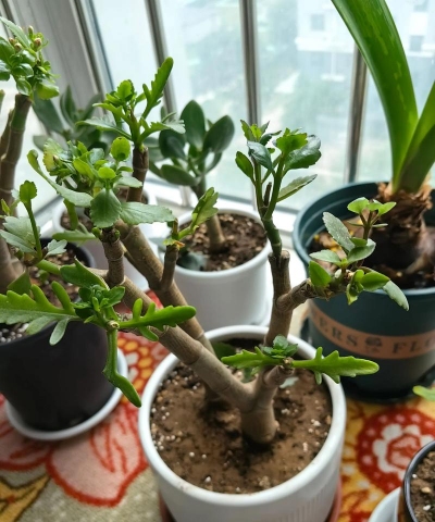 家庭养花用生根粉