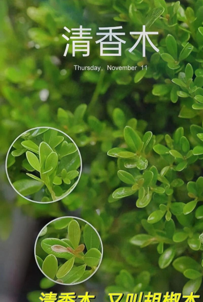 为什么胡椒木又叫清香木