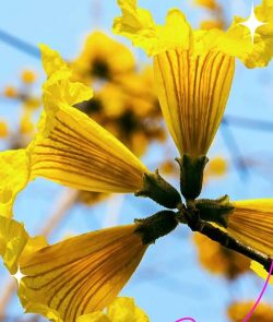 叶片上有黄花的是什么花