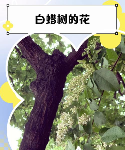 白蜡树开的什么花