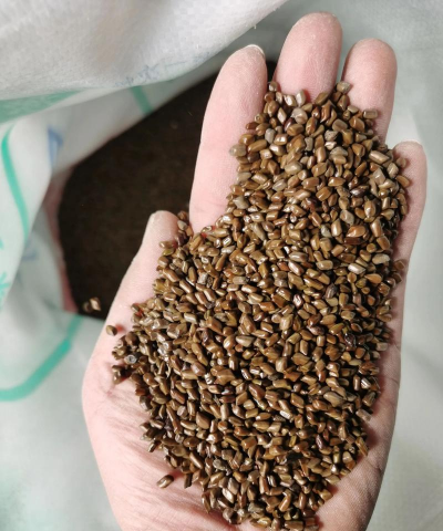 决明花的种子是什么