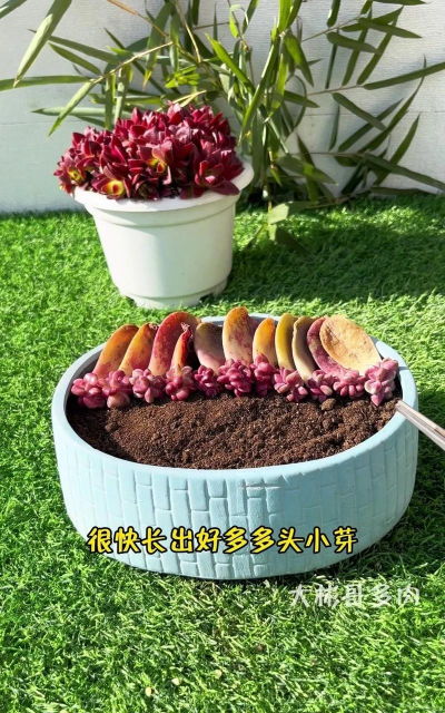 家庭养花用生根粉