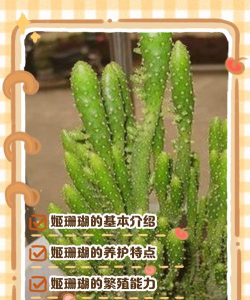 姬珊瑚冬天怎么插扦