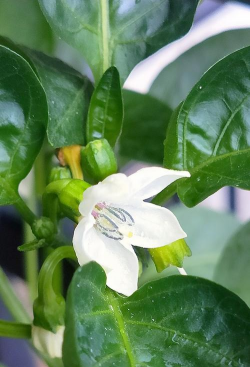 辣椒花是什么花