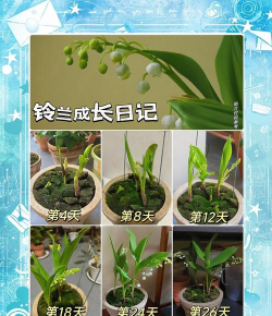 铃兰花的头怎么种