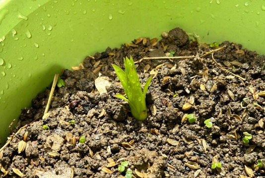 家庭养花用生根粉