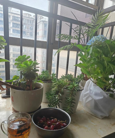 家庭养花用生根粉