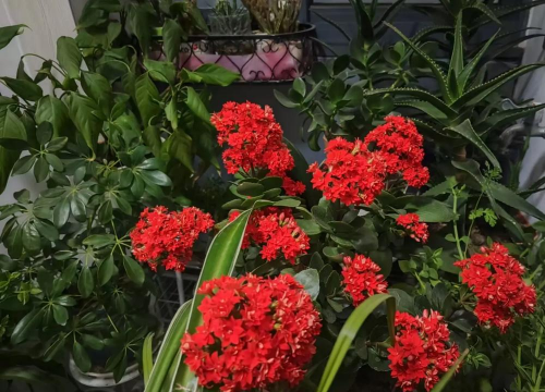 家庭养花用生根粉