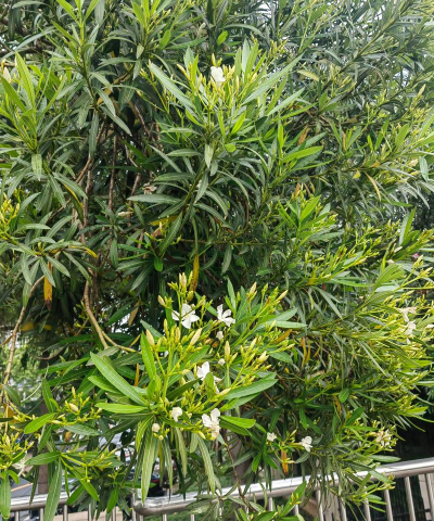 夹竹桃如何剪枝