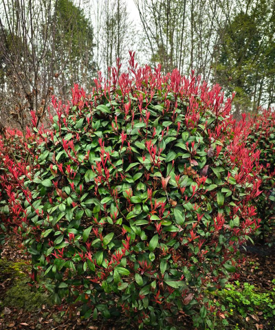 红叶石楠苗木的发展前景