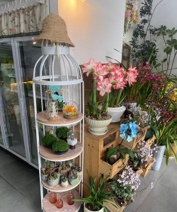 家庭养花用生根粉