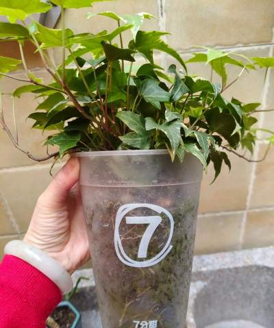 家庭养花用生根粉