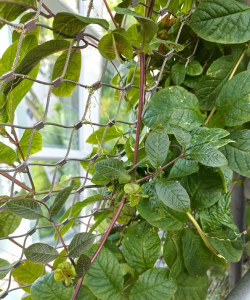 攀地龙植物长什么样子