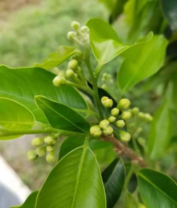 沉香树开花是什么样子