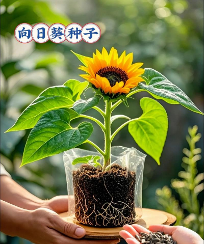 家庭养花用生根粉