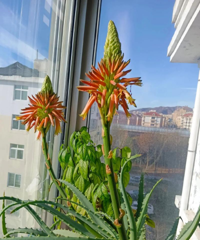 家庭养花用生根粉