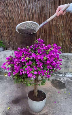 家庭养花用生根粉