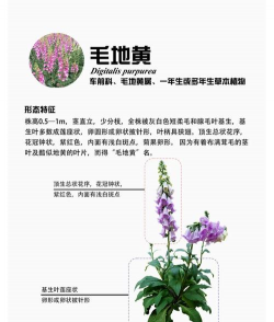 地黄的花语为什么是欺骗