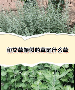 跟艾草好像的是什么草