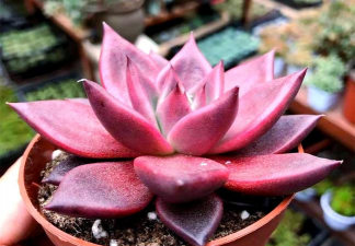 罗蜜欧冬天怎么养护