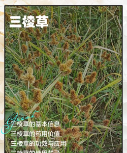 什么植物长三棱带刺