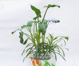 家庭养花用生根粉