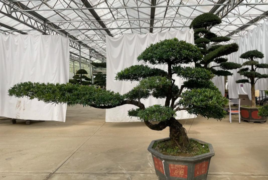 罗汉松的造型像什么