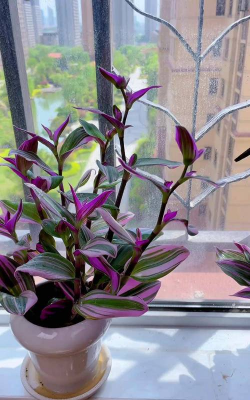 家庭养花用生根粉