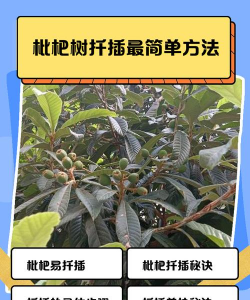 枇杷如何繁殖