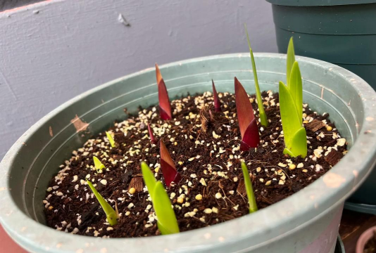 家庭养花用生根粉