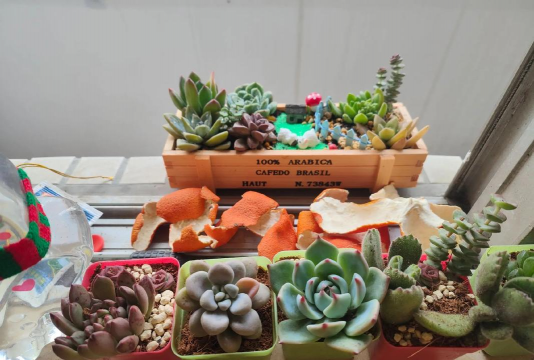 家庭养花用生根粉