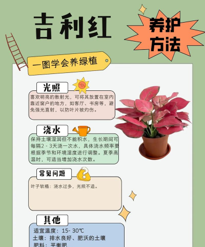 吉利红怎么养叶子红