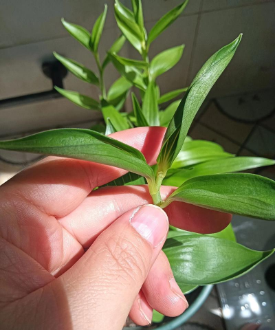 家庭养花用生根粉