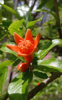 果石榴开什么颜色的花