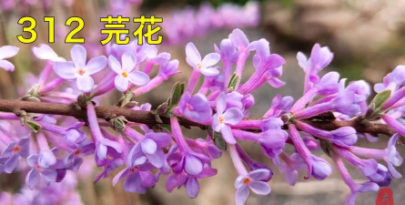 紫色的花叫什么鱼草