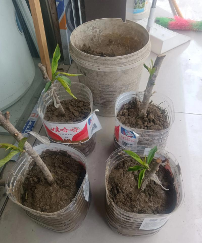 怎么种水蜜桃不用土