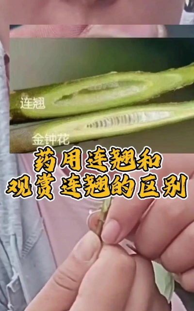 净连翘与连翘有什么不同