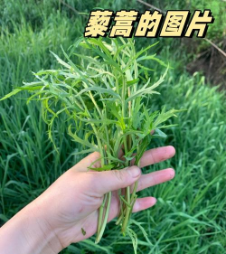 篱蒿什么时候播种最好