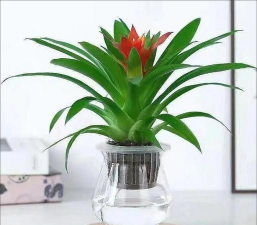 凤梨的花长什么样