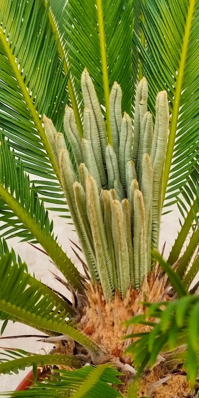 铁树吸芽长什么样