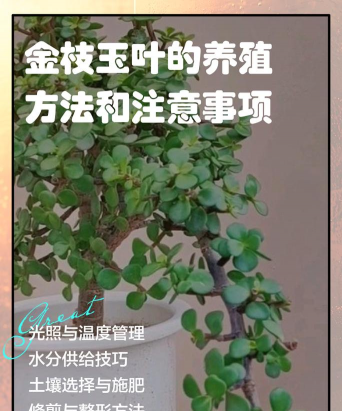 金枝玉叶怎么肥