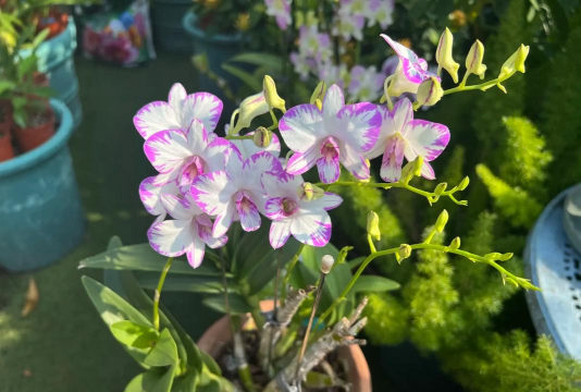 家庭养花用生根粉