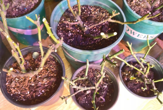 家庭养花用生根粉