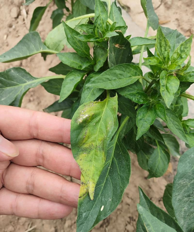 朝天椒枯萎怎么处理