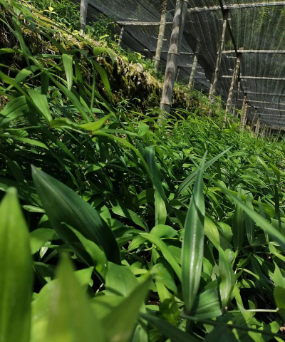 滇黄精种植前用什么消毒