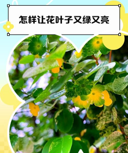 怎么擦花叶会更亮