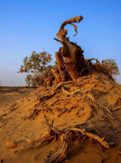 沙漠里的胡杨是什么植物