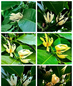 黄葛兰在什么季节开花